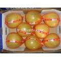 Hotsale Fresh Pomelo with Good Taste